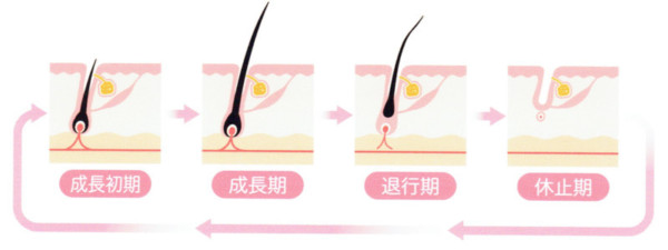 毛周期の説明になります